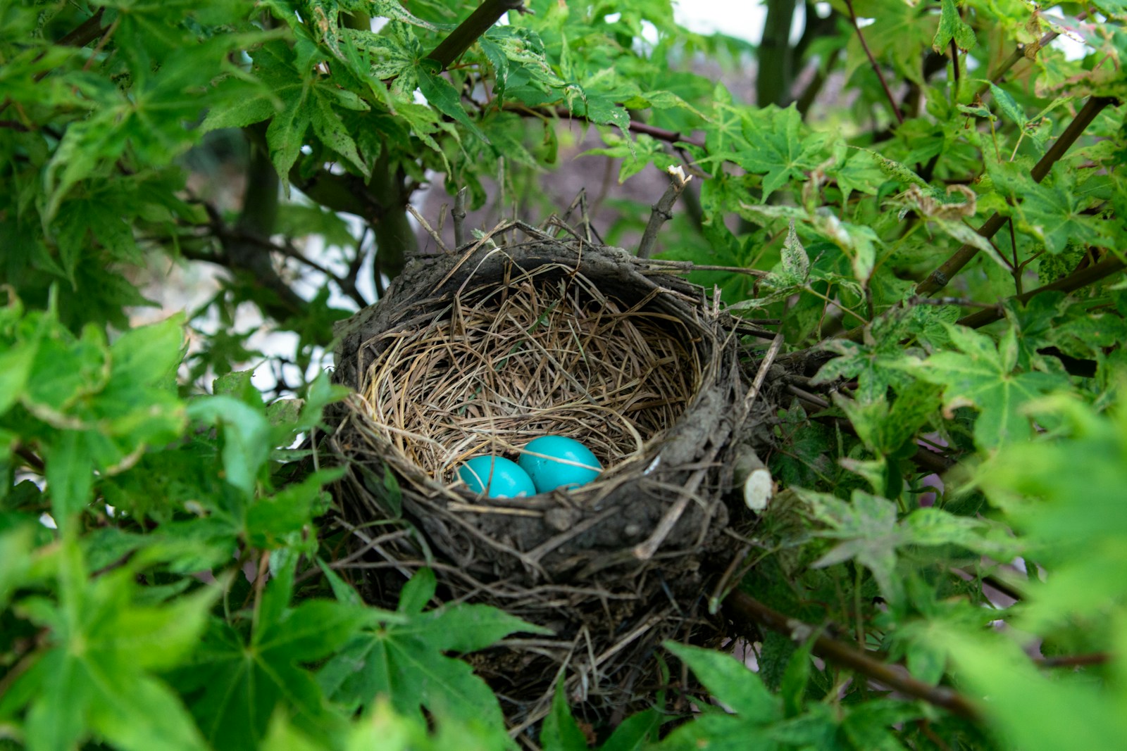 Eier-Probleme beim Wellensittich: Legenot, Wind-Eier, Tot-Eier