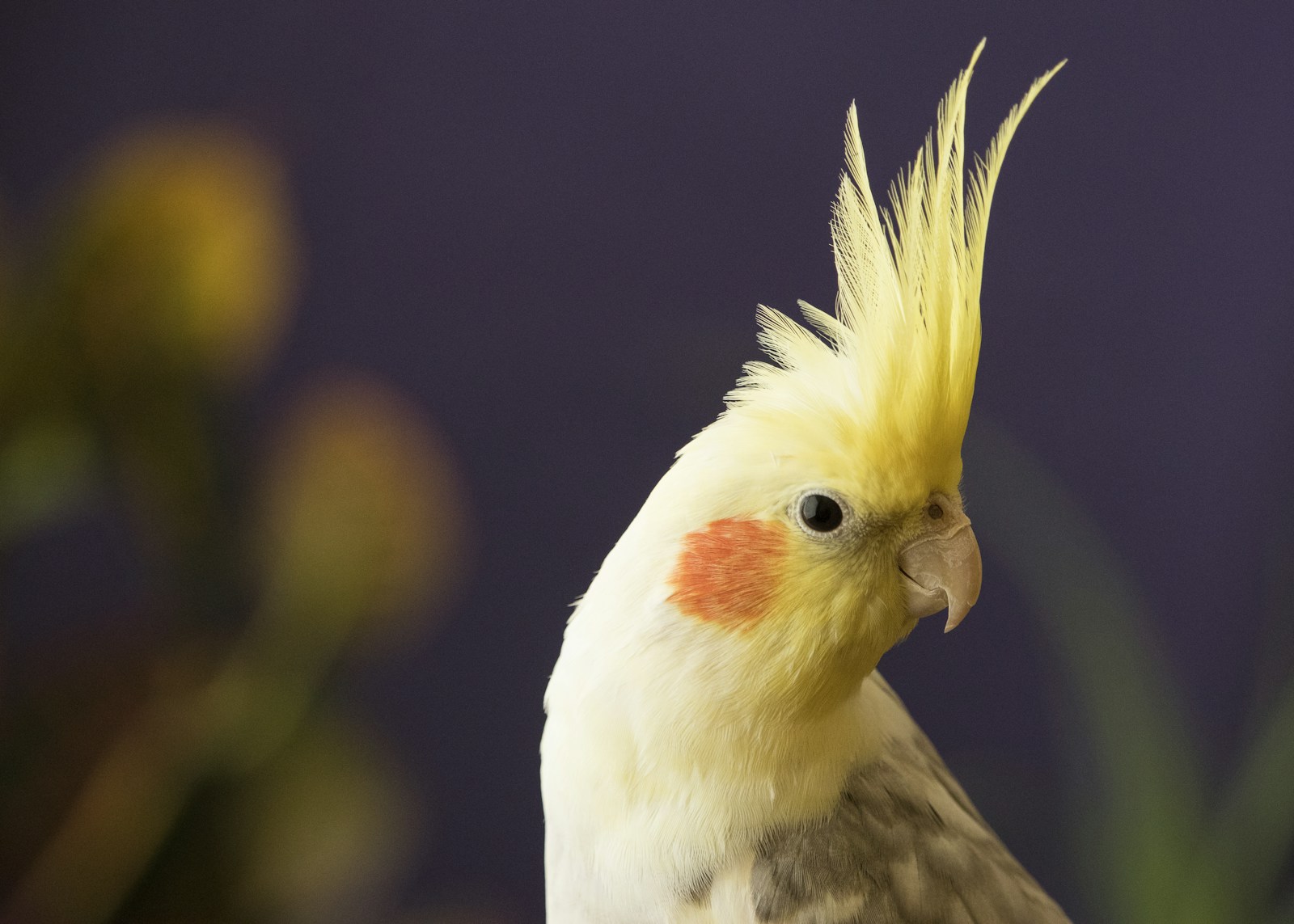 Wellensittich: Vom Händler, Züchter oder aus dem Tierheim? Ehrlicher Vergleich