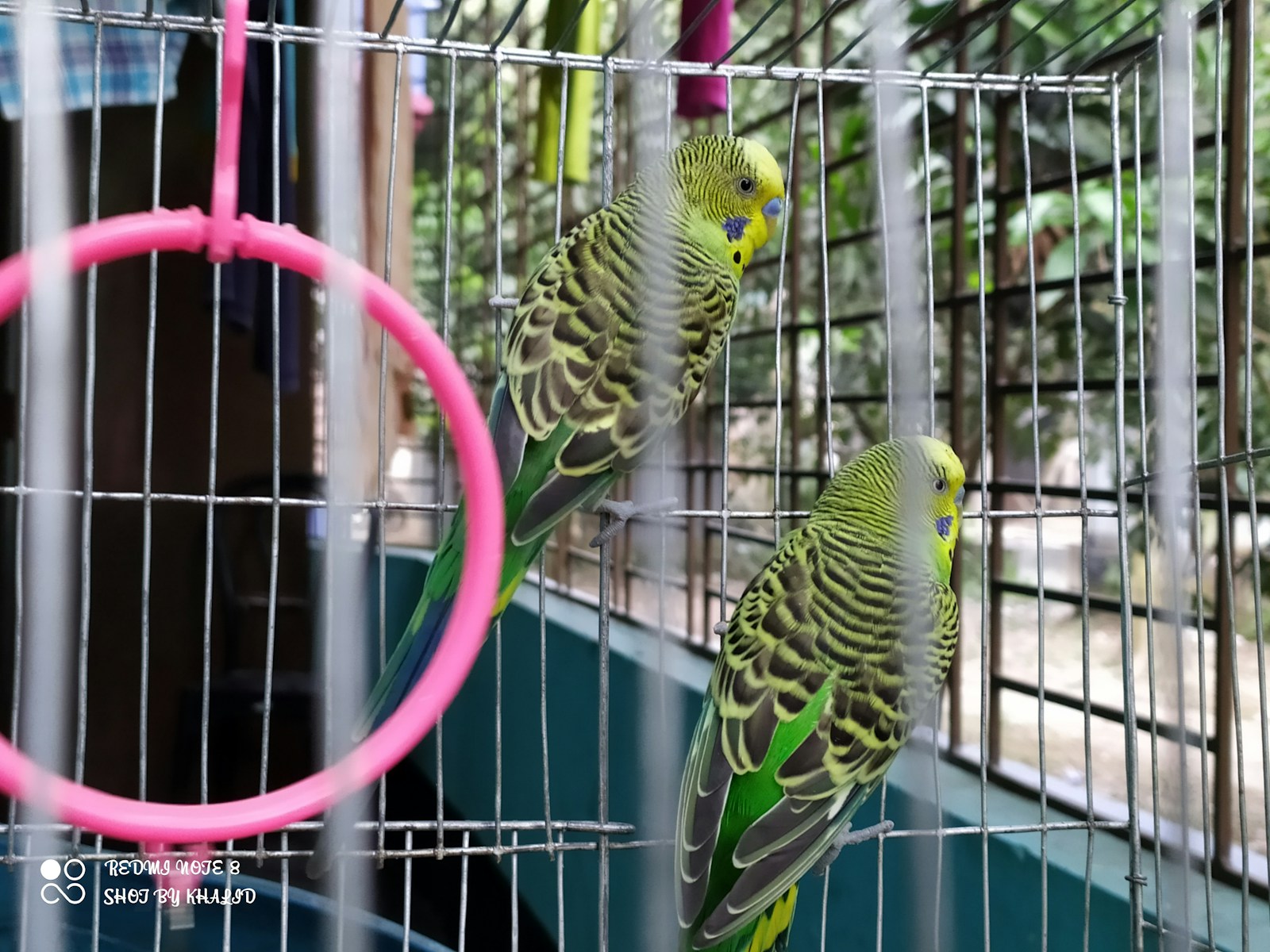 Welche Käfig-Größe braucht ein Wellensittich-Paar wirklich? Tierschutz-Mindestmaße + Empfehlung