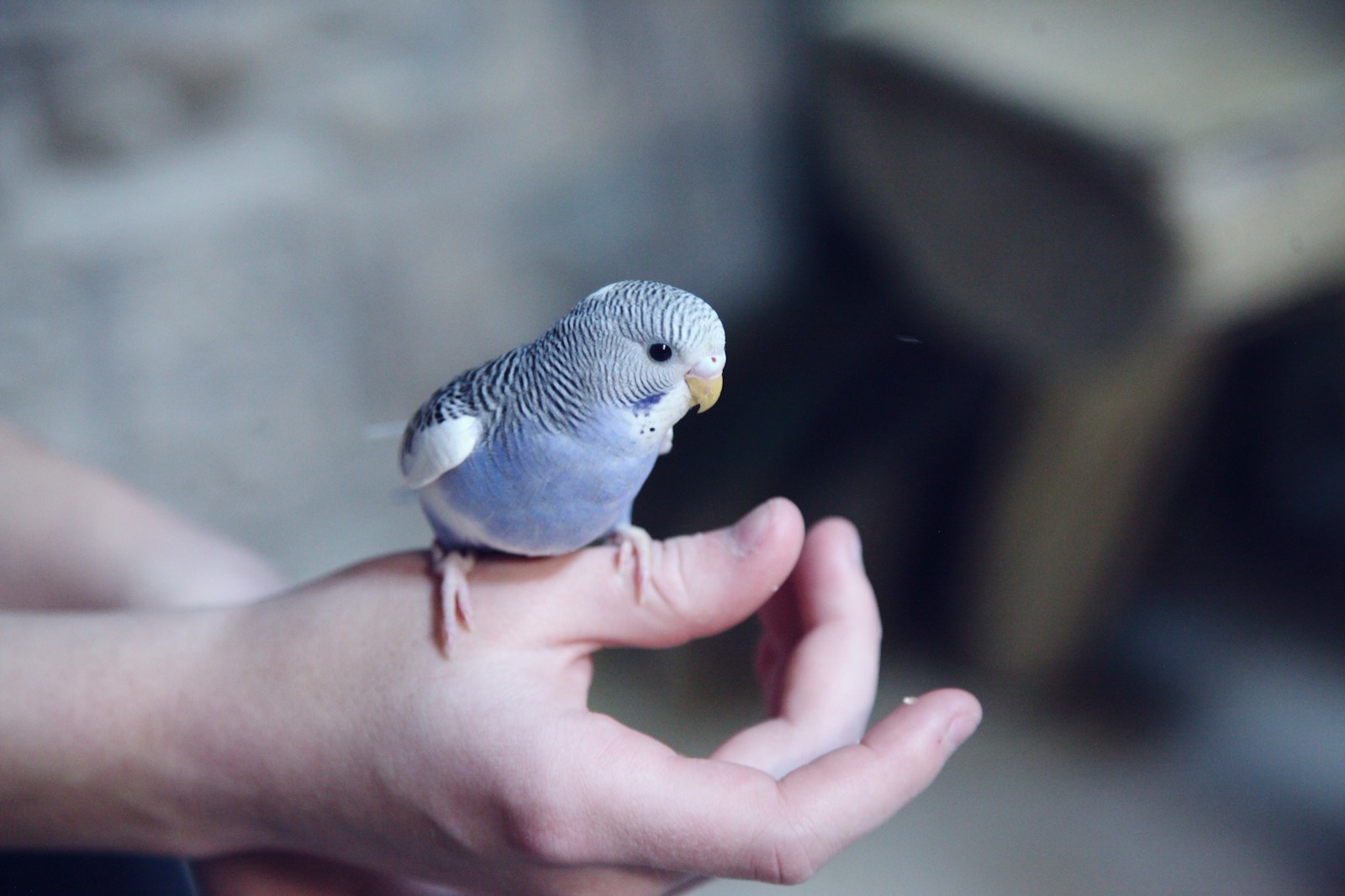 Wellensittich zähmen: Vom scheuen Vogel zum Handzahmen — der Schritt-für-Schritt-Plan