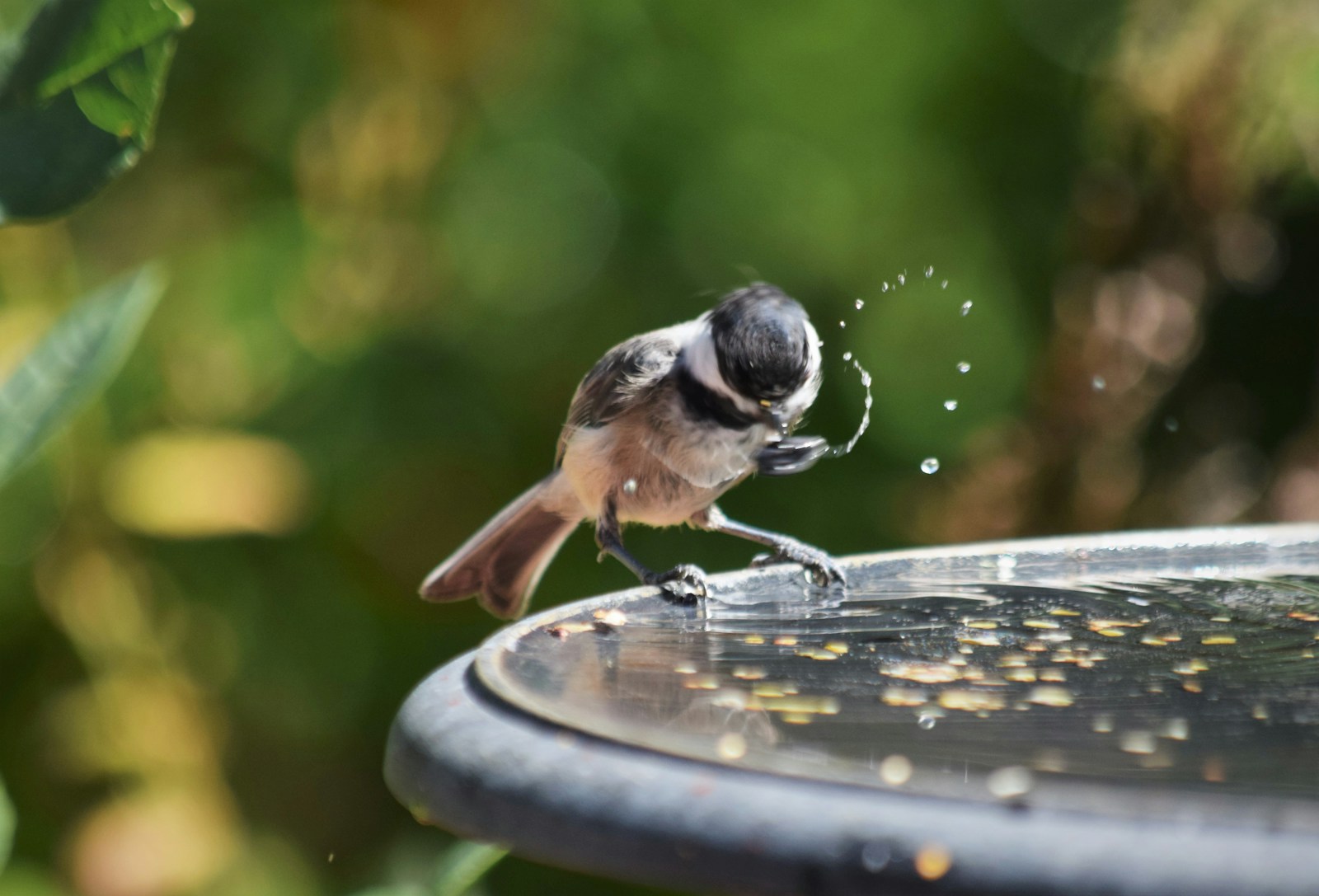 Vogelbad für Wellensittiche: Wie sie baden, was sie brauchen, häufige Fehler