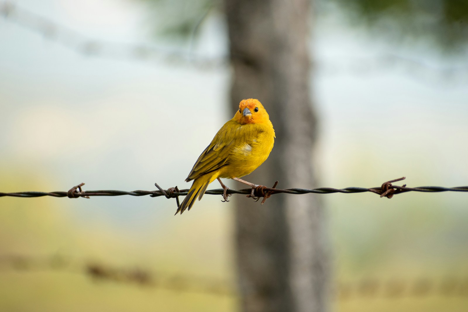 Wellensittich oder Kanarienvogel? Direkter Vergleich für deine Entscheidung