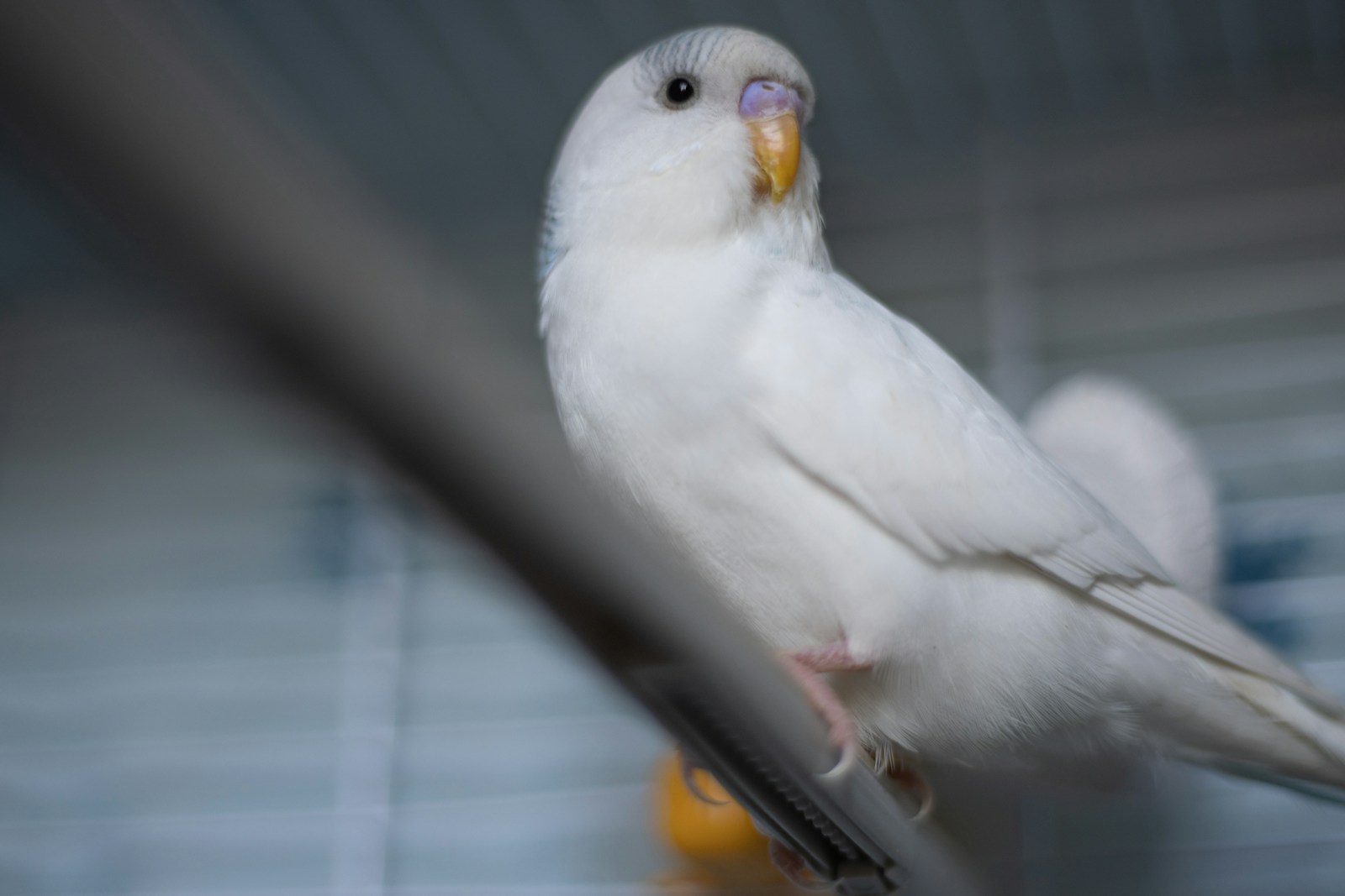 Albino-Wellensittich