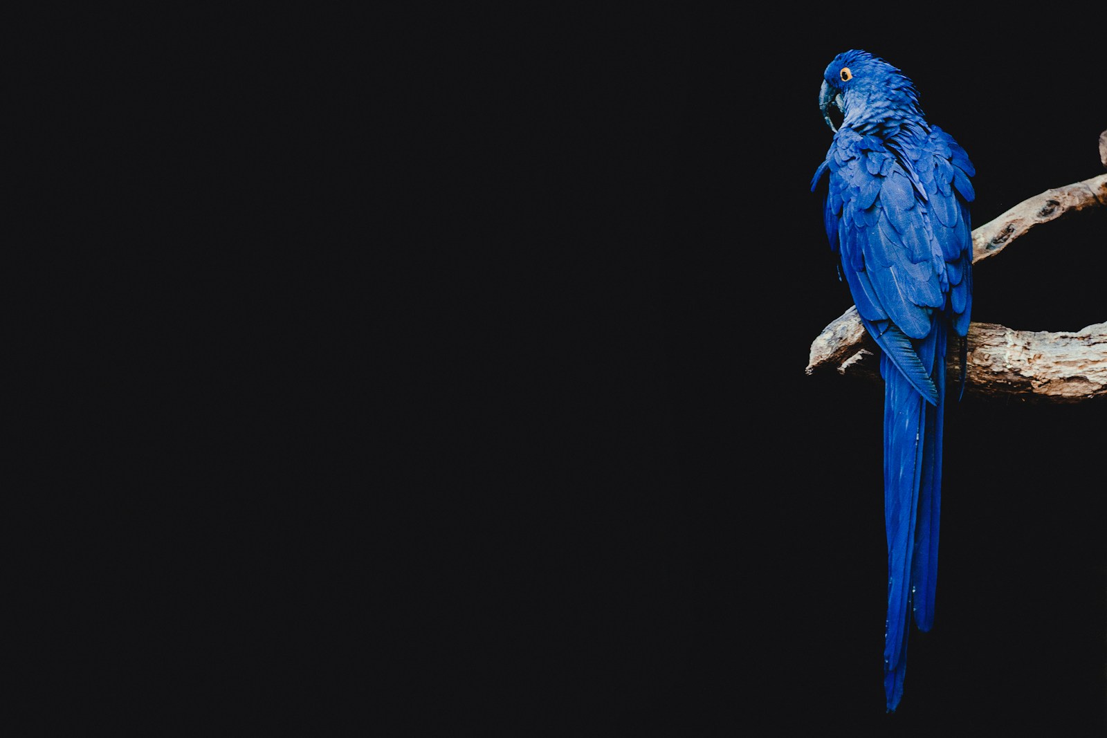 Blauer Wellensittich