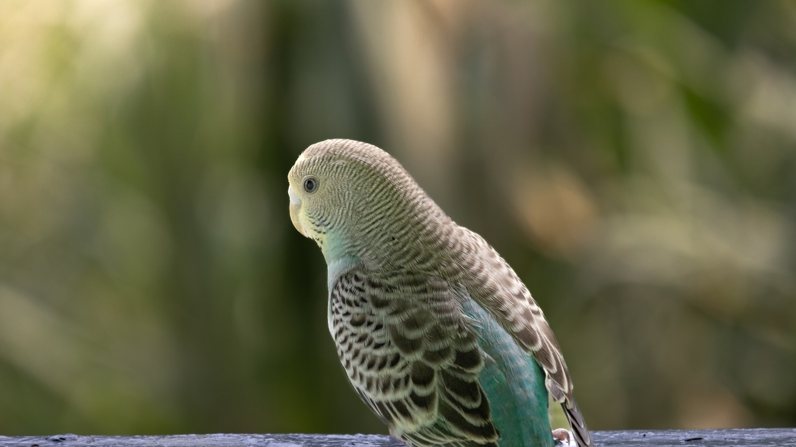 Crested-Wellensittich (Schopf)